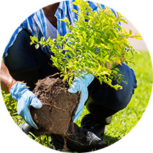 shrub-planting